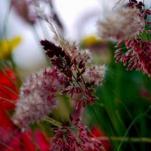 Fleurs champêtres en dégradé de fuschia - France  - collection de photos clin d'oeil, catégorie plantes
